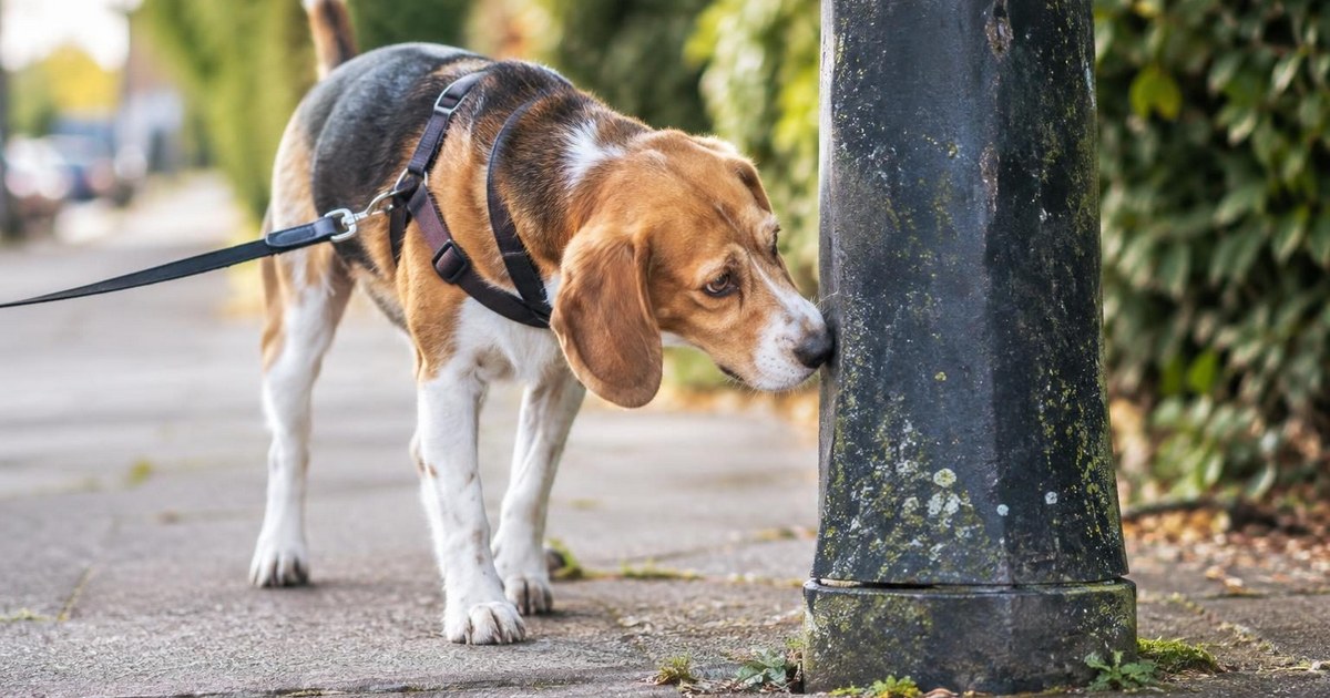 5 Fascinating Things Your Dog Does When They Sniff Pee Mail
