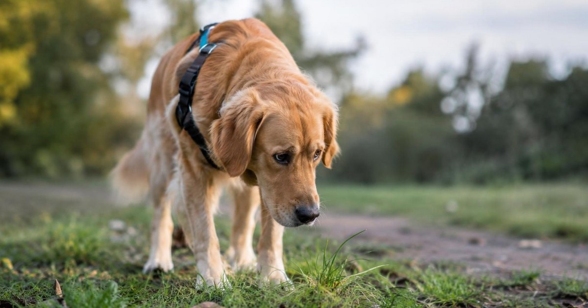 5 Subtle Things Your Dog Does When They Feel Unsure