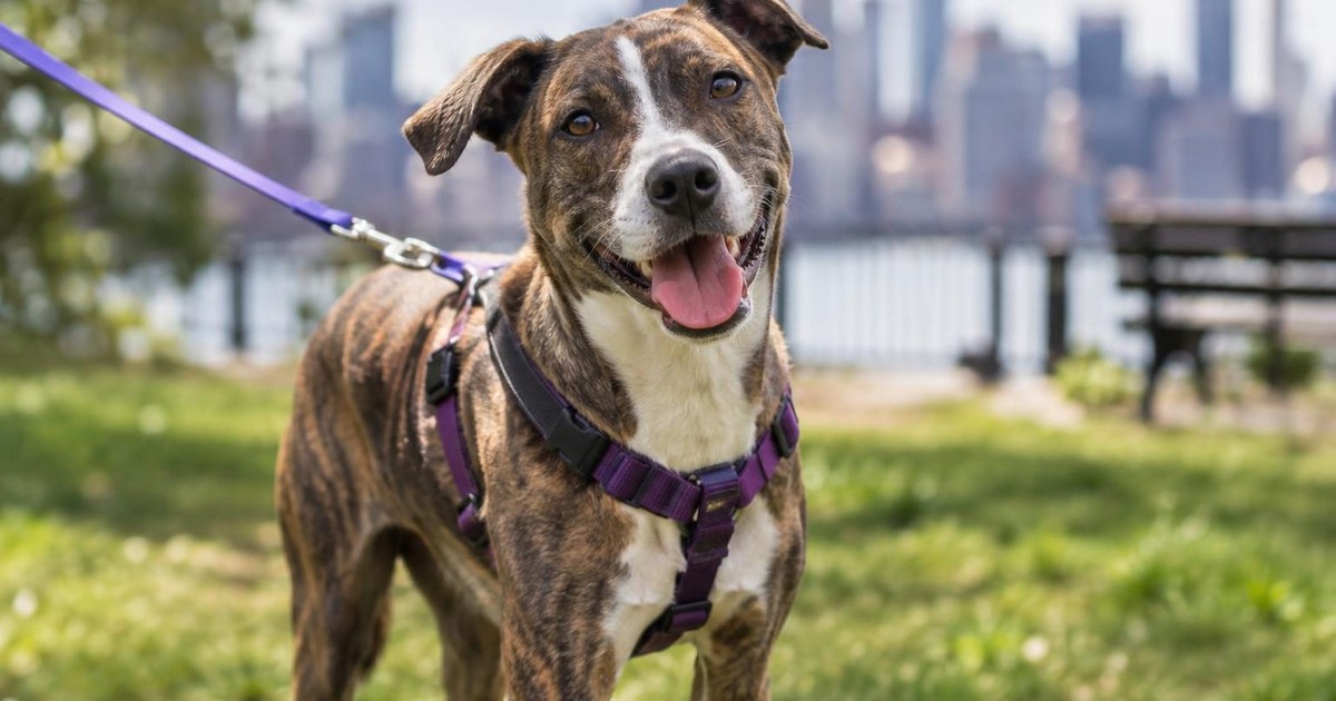 Before Brie Could Gain Weight, Vets Had to Save Her Blood