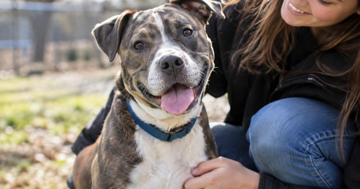 Ethan Was Left Outside a Shelter at 38 Pounds. His Rescue Began With the Decision Not to Rush Him